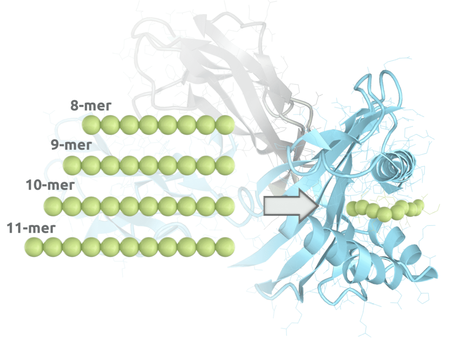 Peptide–MHC screening